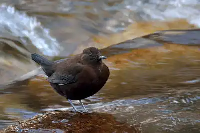 BORG71FLで撮影した野鳥・カワラヒワの写真画像