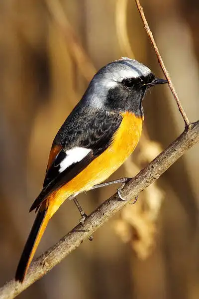 AFボーグ BORG67FLで撮影した野鳥・ジョウビタキの写真画像