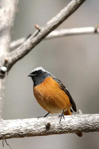 BORG71FLで撮影した野鳥・ジョウビタキの写真画像