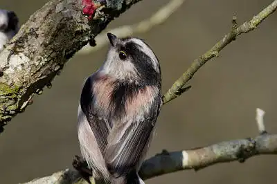 AFボーグ BORG71FLで撮影した野鳥・エナガの写真画像