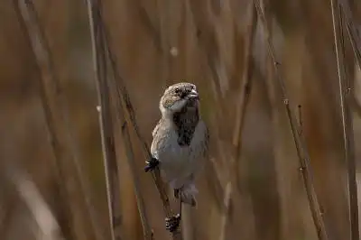 AFボーグ BORG71FLで撮影した野鳥・の写真画像