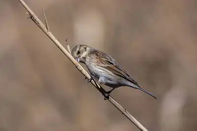 BORG89EDで撮影した野鳥・ノビタキの写真画像