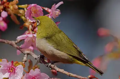 AFボーグ BORG71FLで撮影した野鳥・メジロの写真画像