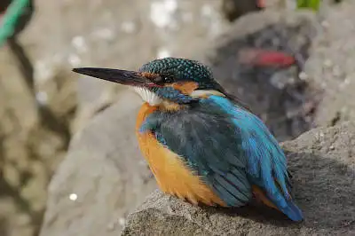 AFボーグ BORG71FLで撮影した野鳥・カワセミの写真画像