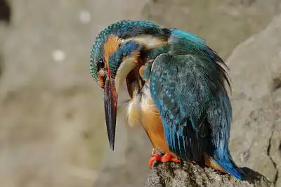 AFボーグ BORG71FLで撮影した野鳥・カワセミの写真画像