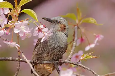 AFボーグ BORG71FLで撮影した野鳥・ヒヨドリの写真画像