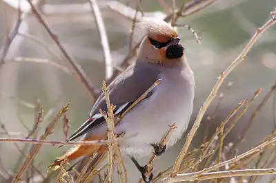 AFボーグ BORG71FLで撮影した野鳥・ヒレンジャクの写真画像