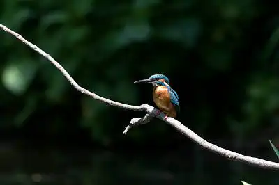 BORG71FLで撮影した野鳥・カワセミの写真画像