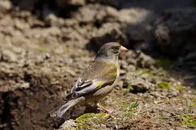 AFボーグ BORG71FLで撮影した野鳥・カワセミの写真画像