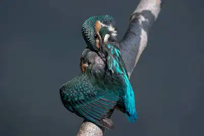 BORG71FLで撮影した野鳥・カワセミの写真画像