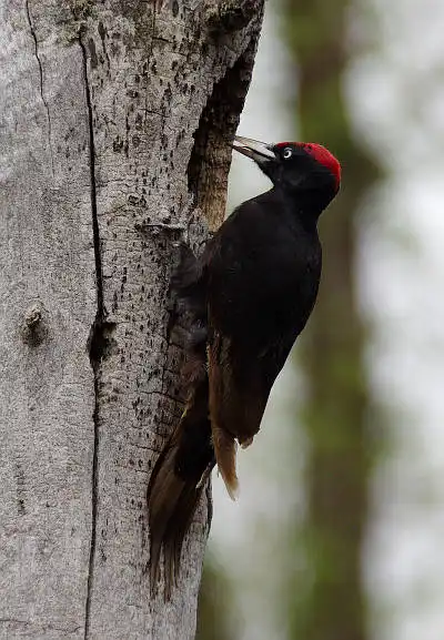 AFボーグ BORG67FLで撮影した野鳥・クマゲラの写真画像