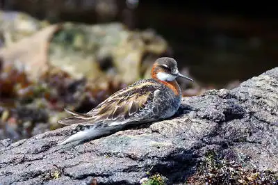 AFボーグ BORG71FLで撮影した野鳥・の写真画像