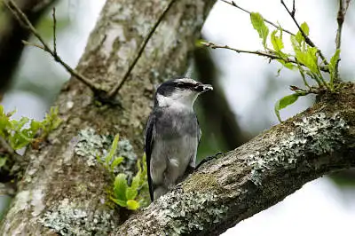 AFボーグ BORG71FLで撮影した野鳥・サンショウクイの写真画像