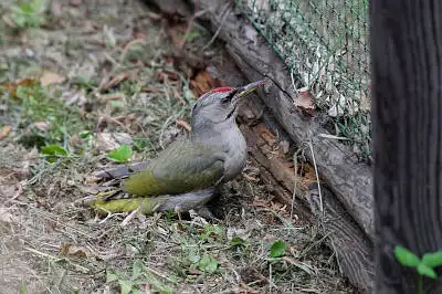 AFボーグ BORG60EDで撮影した野鳥・アオゲラの写真画像