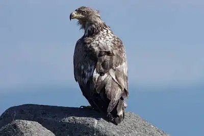 AFボーグ BORG71FLで撮影した野鳥・の写真画像