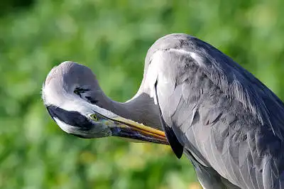 AFボーグ BORG71FLで撮影した野鳥・アオサギの写真画像
