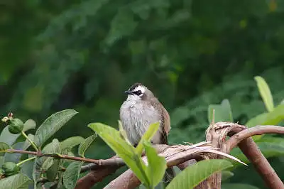 AFボーグ BORG71FLで撮影した野鳥・の写真画像