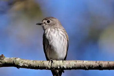 AFボーグ BORG71FLで撮影した野鳥・エゾビタキの写真画像