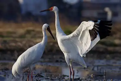 AFボーグ BORG71FLで撮影した野鳥・コウノトリの写真画像