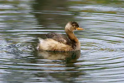 BORG71FLで撮影した野鳥・カイツブリの写真画像