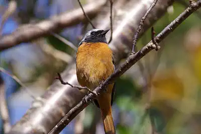 AFボーグ BORG71FLで撮影した野鳥・ジョウビタキの写真画像