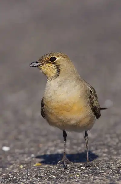 AFボーグ BORG90FLで撮影した野鳥・サバクビタキの写真画像