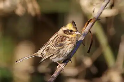 AFボーグ BORG71FLで撮影した野鳥・ミヤマホオジロの写真画像