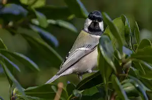AFボーグ BORG71FLで撮影した野鳥・シジュウカラの写真画像