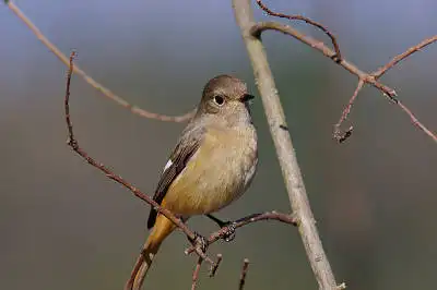 AFボーグ BORG77EDⅡで撮影した野鳥・ジョウビタキの写真画像