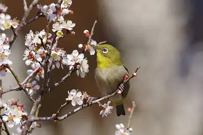 AFボーグ BORG71FLで撮影した野鳥・メジロの写真画像