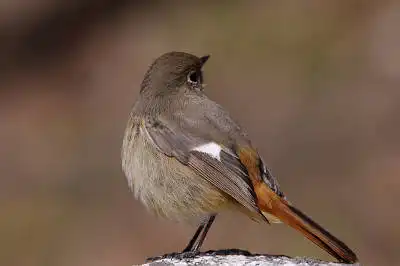 AFボーグ BORG71FLで撮影した野鳥・ジョウビタキの写真画像