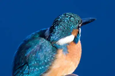 AFボーグ BORG71FLで撮影した野鳥・カワセミの写真画像