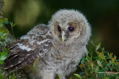 AFボーグ BORG71FLで撮影した野鳥・エゾフクロウの写真画像