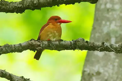 AFボーグ BORG90FLで撮影した野鳥・アカショウビンの写真画像