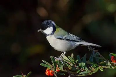 AFボーグ BORG71FLで撮影した野鳥・シジュウカラの写真画像