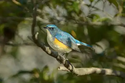 BORG90Fで撮影した野鳥・ルリビタキの写真画像