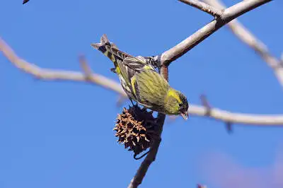 AFボーグ BORG71FLで撮影した野鳥・マヒワの写真画像