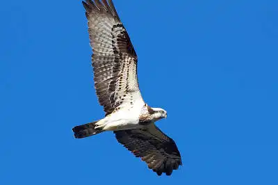 BORG77EDⅡで撮影した野鳥・ミサゴの写真画像