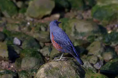 AFボーグ BORG77EDⅡで撮影した野鳥・イソヒヨドリの写真画像