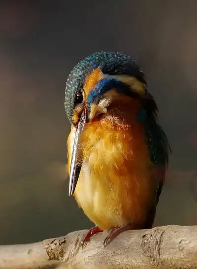 AFボーグ BORG71FLで撮影した野鳥・カワセミの写真画像