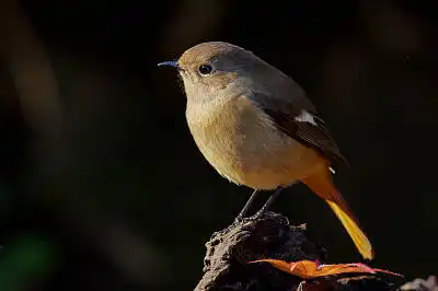 AFボーグ BORG71FLで撮影した野鳥・ジョウビタキの写真画像