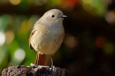 AFボーグ BORG71FLで撮影した野鳥・ジョウビタキの写真画像