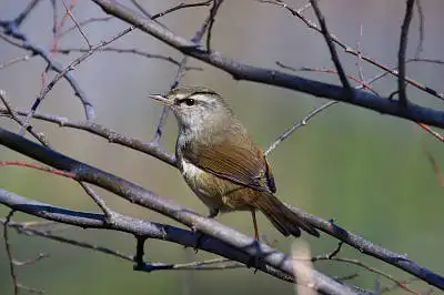 BORG71FLで撮影した野鳥・ウグイスの写真画像