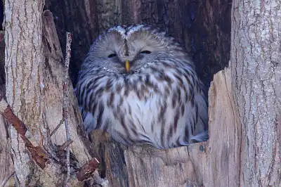 AFボーグ BORG71FLで撮影した野鳥・ジョウビタキの写真画像