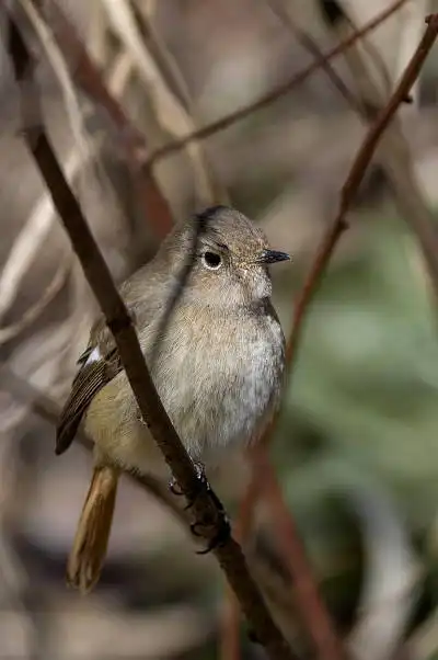 AFボーグ BORG90FLで撮影した野鳥・ジョウビタキの写真画像