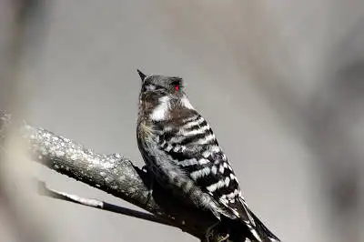 AFボーグ BORG71FLで撮影した野鳥・ジョウビタキの写真画像