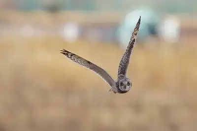 AFボーグ BORG90Fで撮影した野鳥・の写真画像