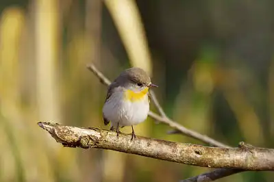 AFボーグ BORG90Fで撮影した野鳥・ニシオジロビタキの写真画像