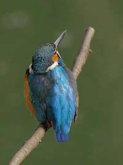 AFボーグ BORG71FLで撮影した野鳥・カワセミの写真画像