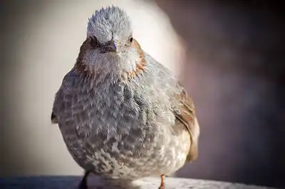 AFボーグ BORG71FLで撮影した野鳥・ヒヨドリの写真画像
